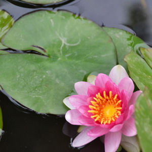 Meet your Posher, Jh